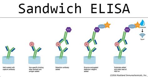 how does sandwich elisa work